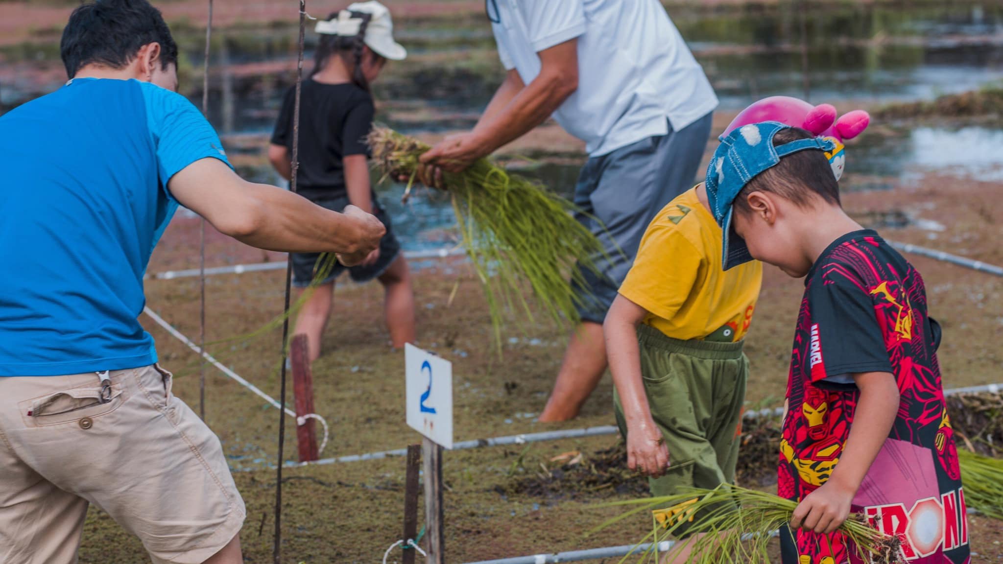 Trẻ em hào hứng vui chơi và thực hành cấy lúa tại trang trại Lúa Mùa Tư Việt